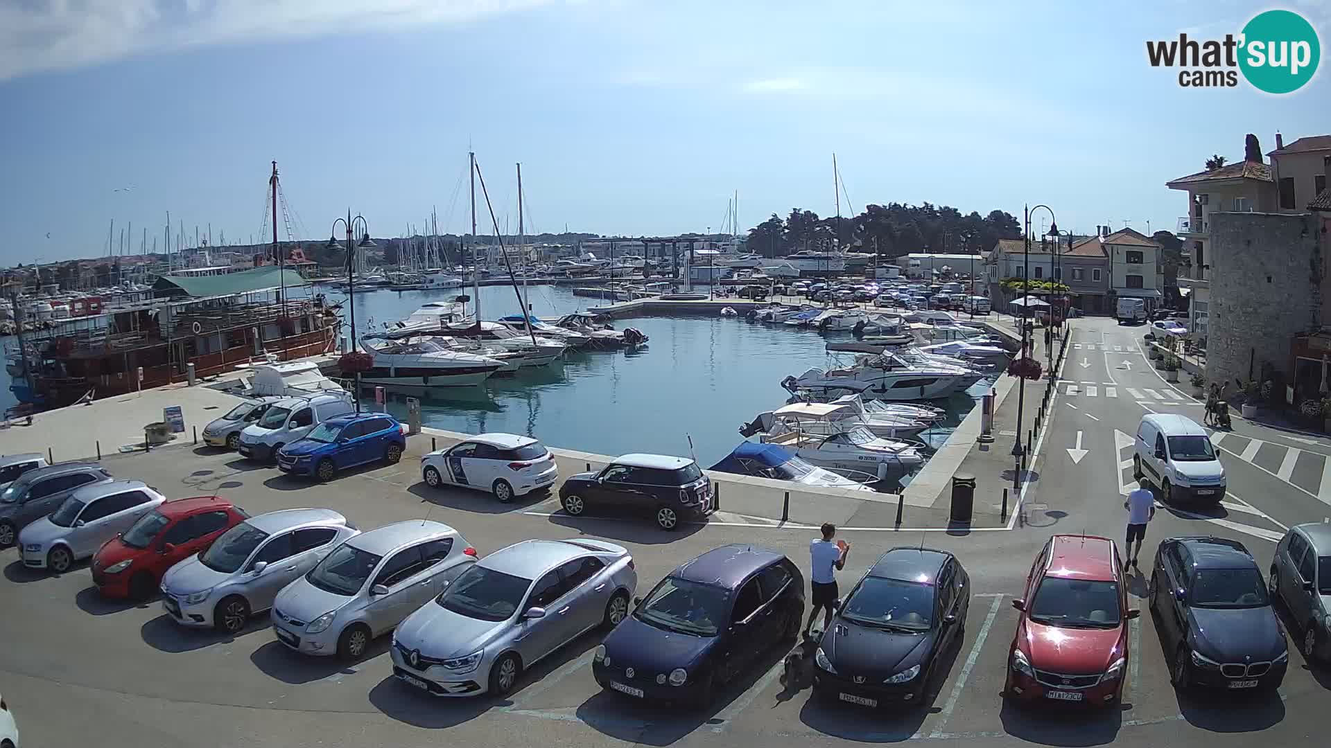 Novigrad | Porporela marina