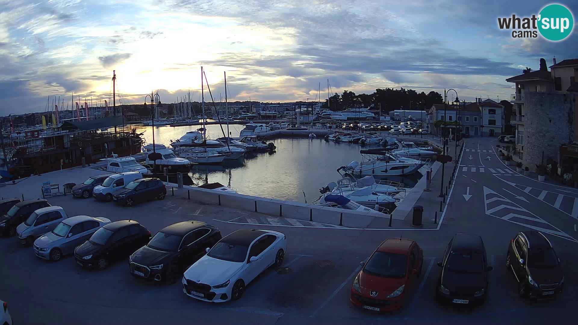 Novigrad | Porporela marina
