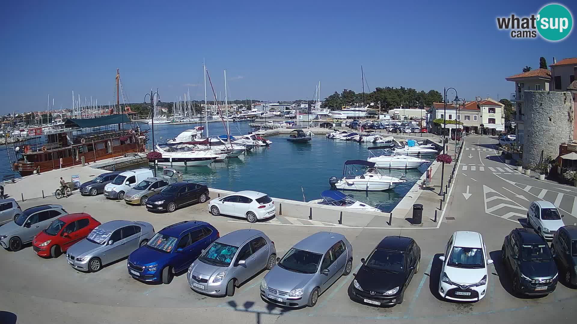 Novigrad | Porporela marina