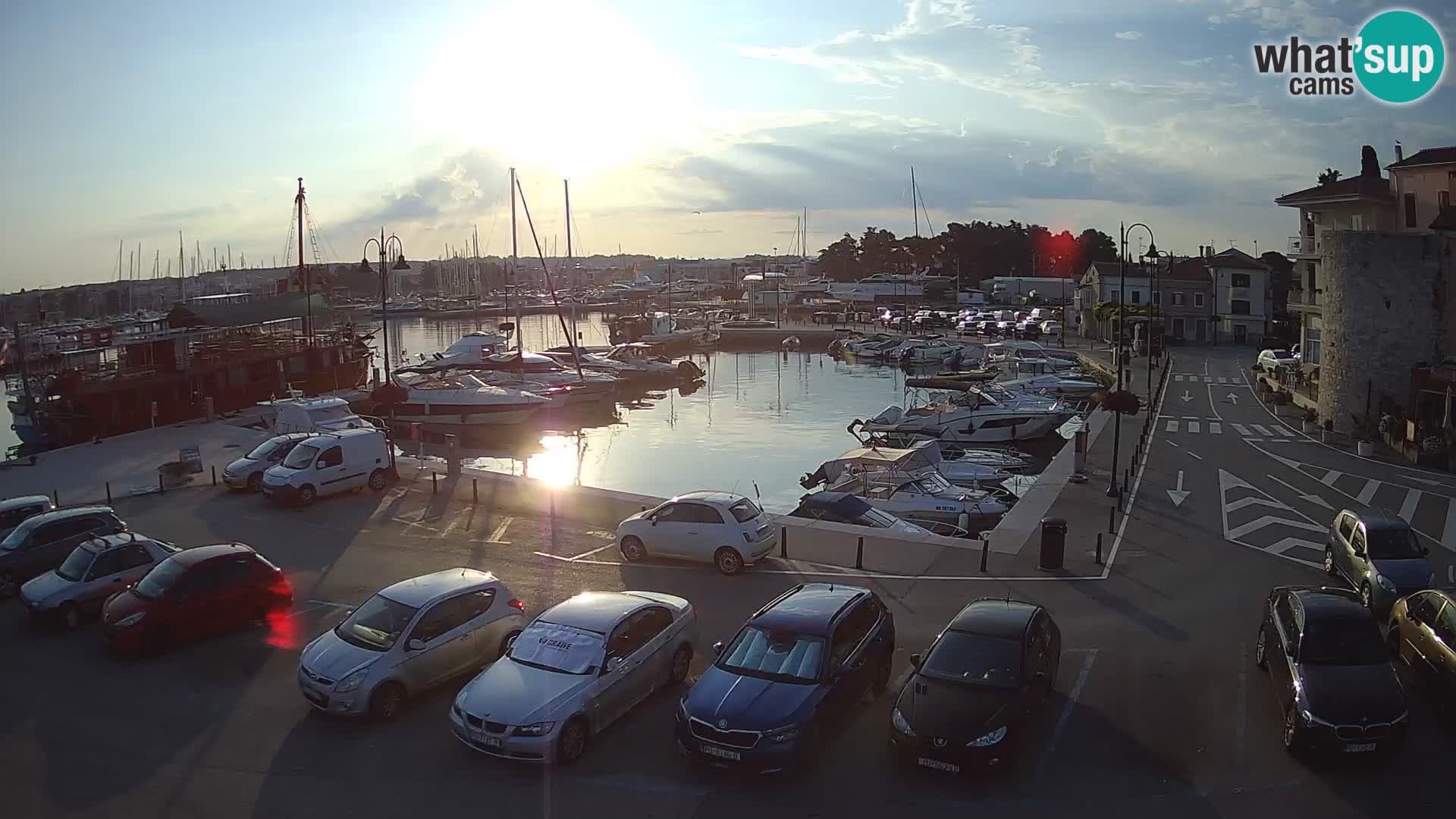 Novigrad | Porporela marina