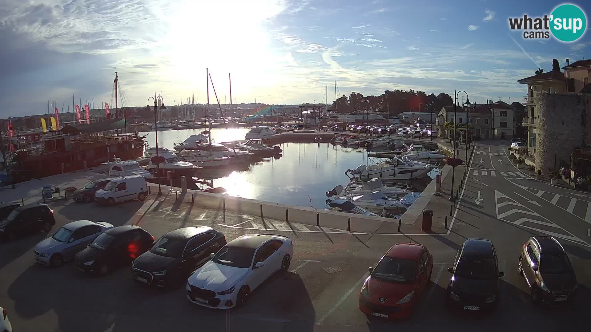 Novigrad | Porporela marina