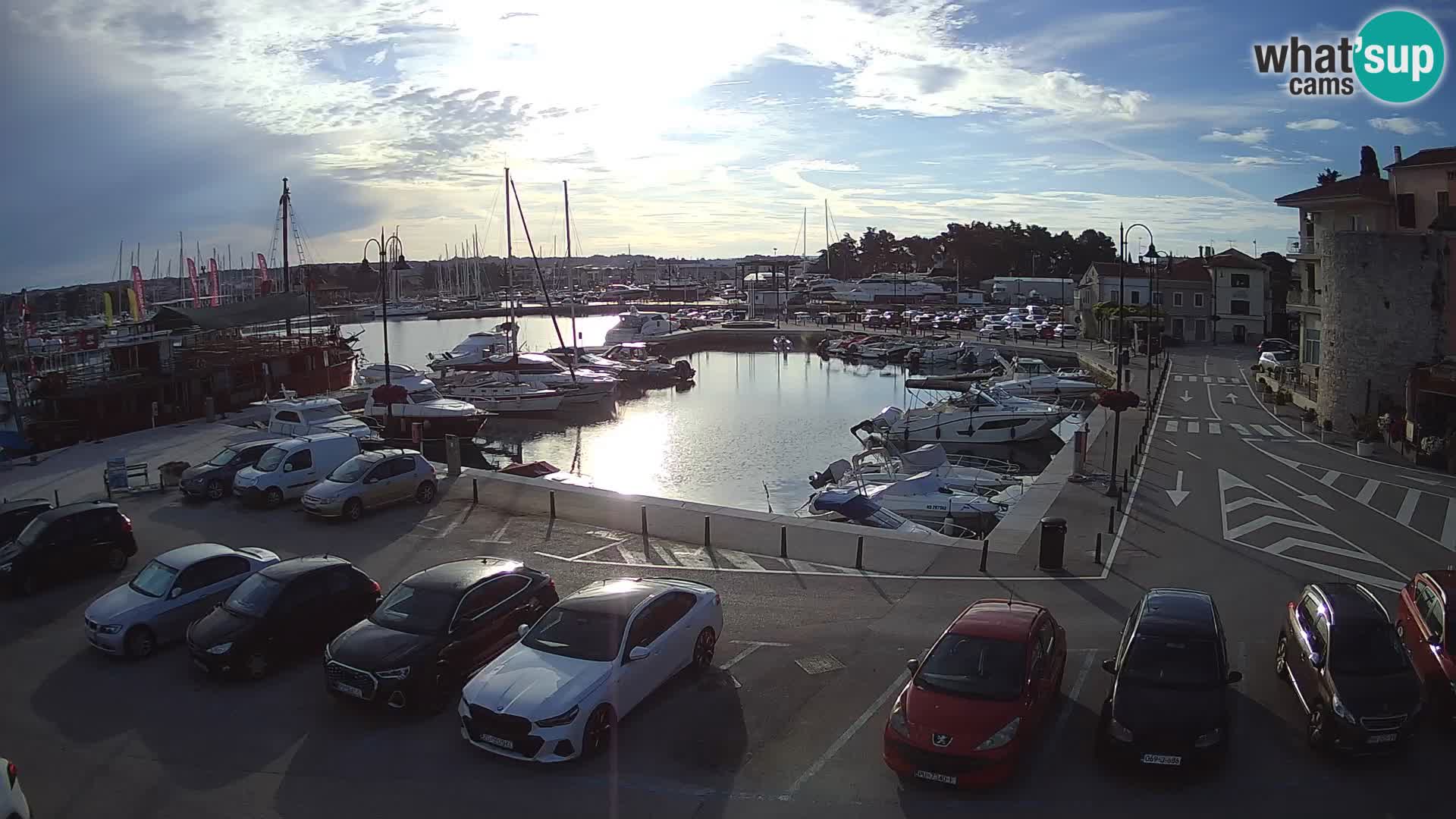 Novigrad | Porporela marina