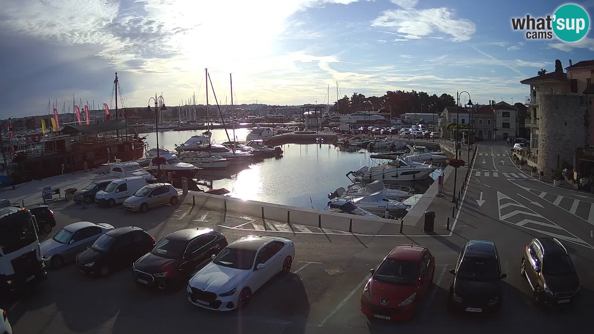 Novigrad | Porporela marina