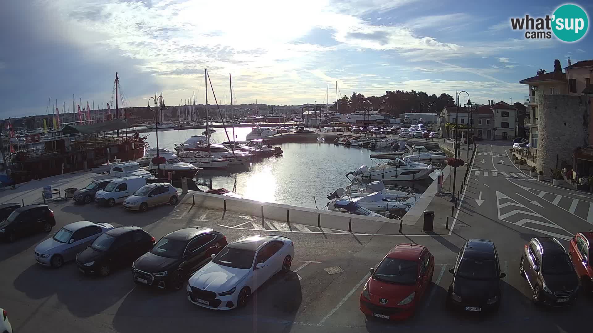 Novigrad | Porporela marina