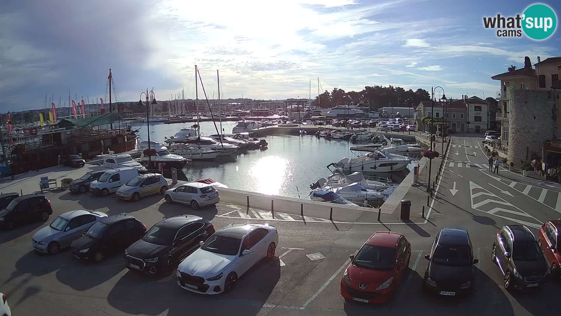 Novigrad | Porporela marina