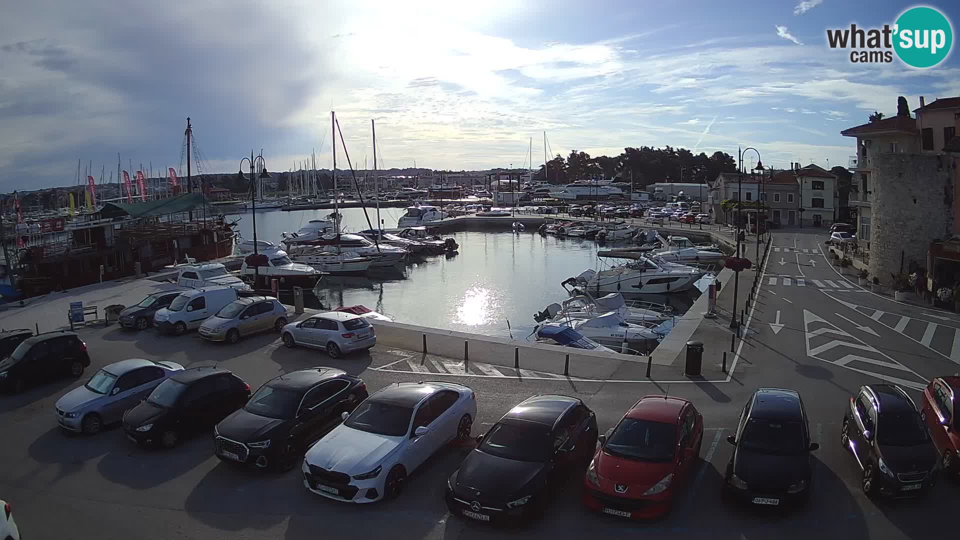 Novigrad | Porporela marina