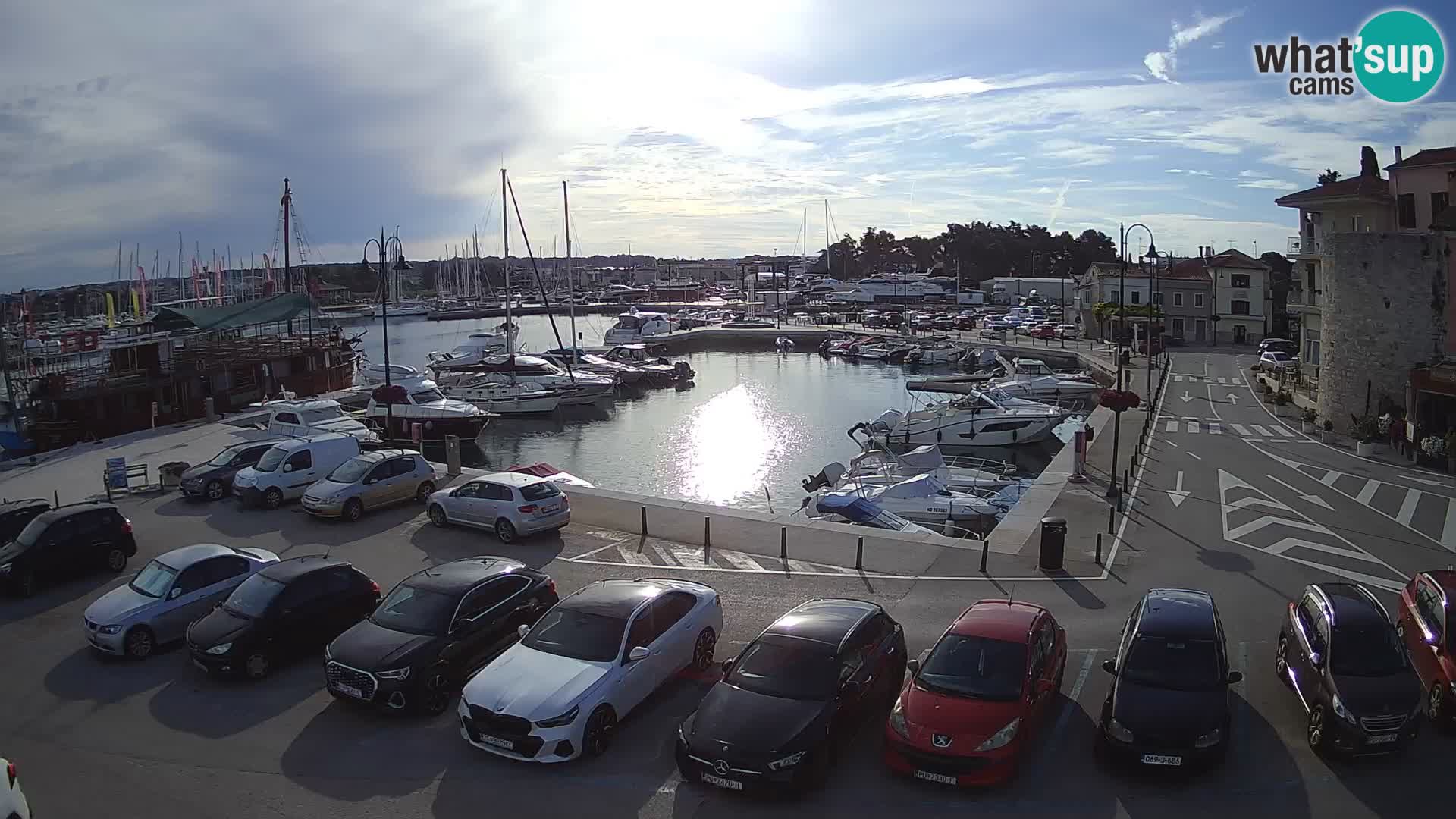 Novigrad | Porporela marina