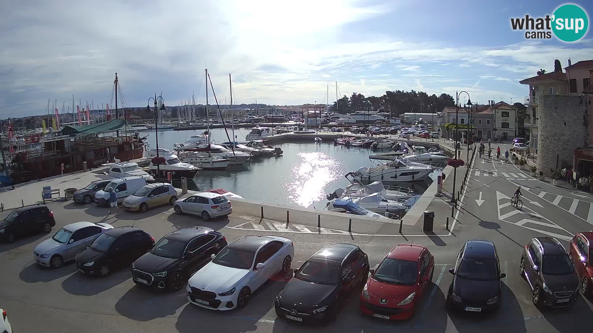 Novigrad | Porporela marina