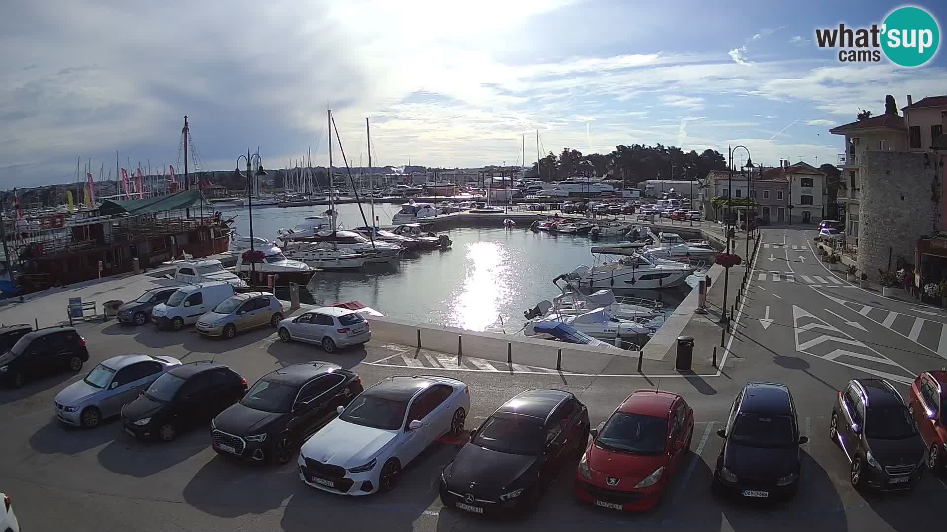 Novigrad | Porporela marina