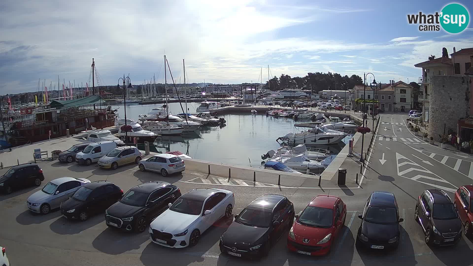 Novigrad | Porporela marina