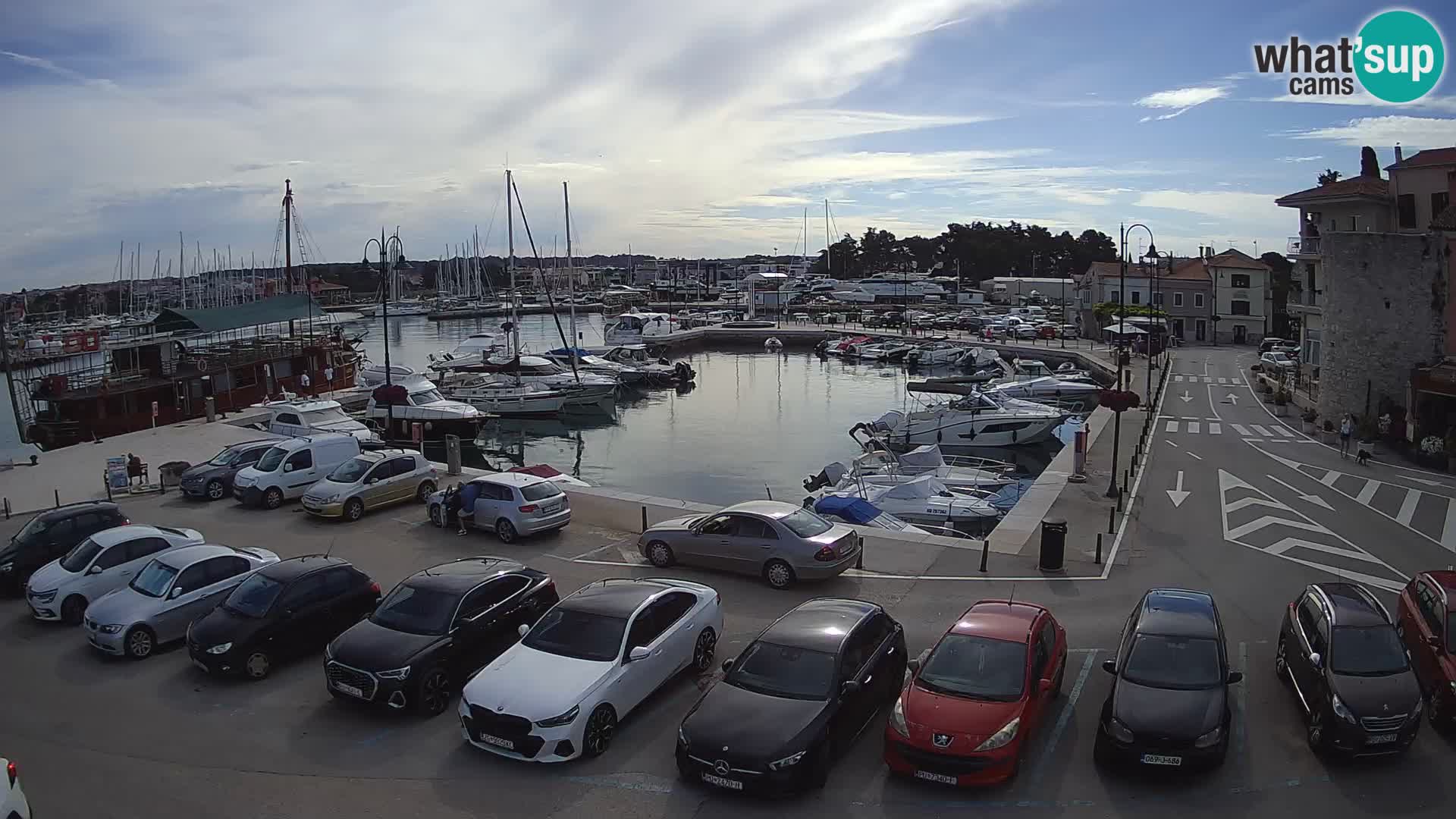 Novigrad | Porporela marina