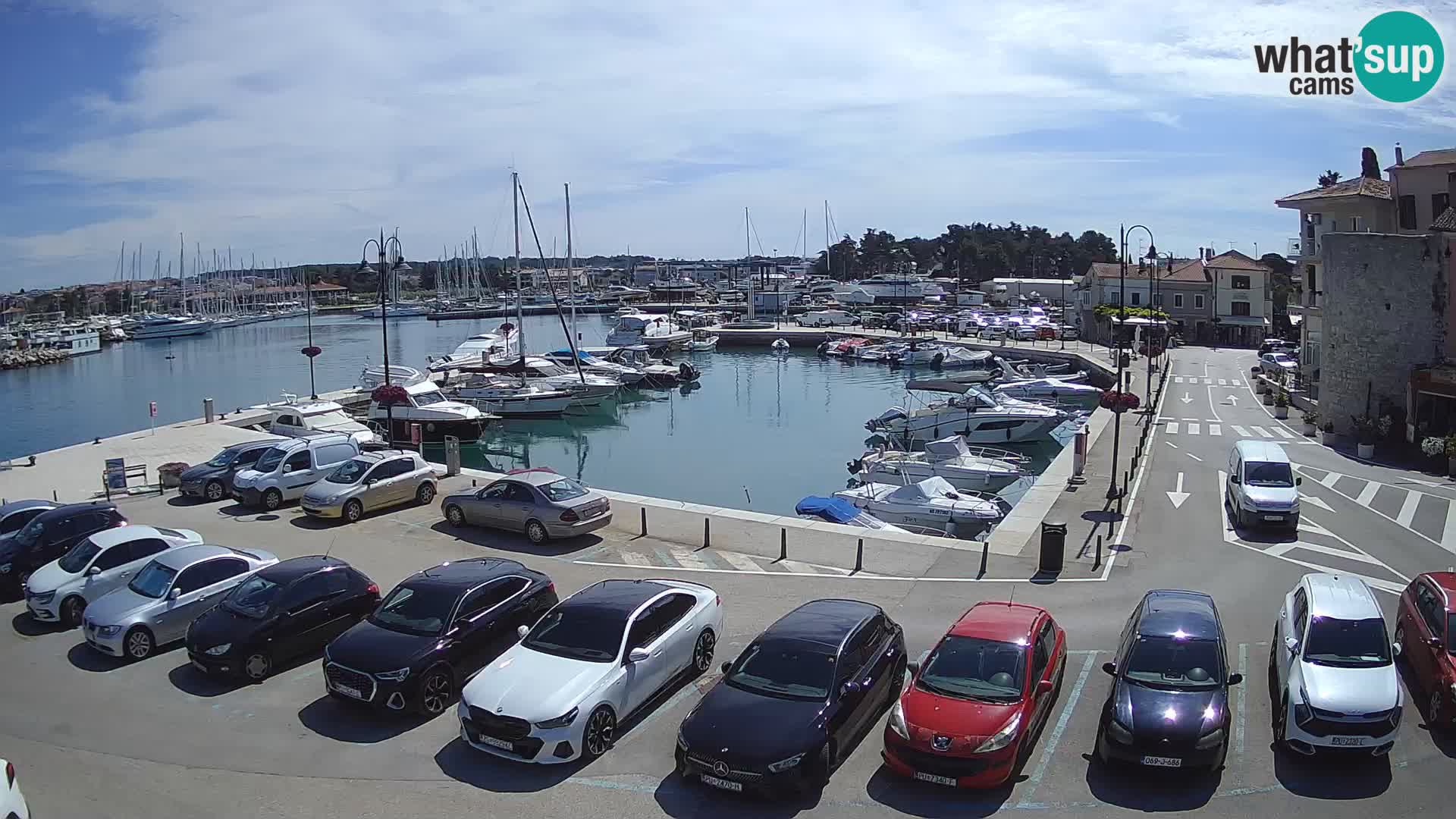 Novigrad | Porporela marina