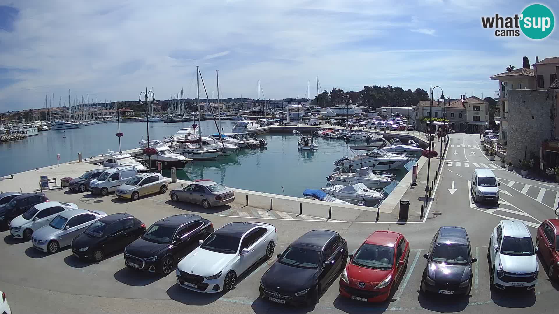 Novigrad | Porporela marina