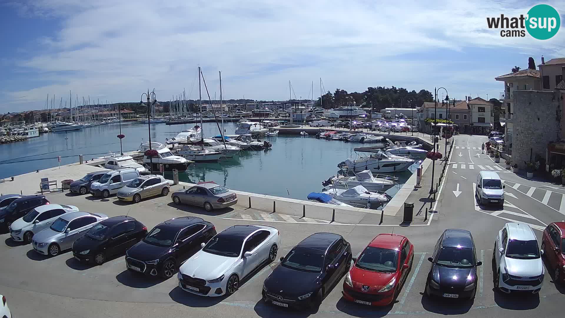 Novigrad | Porporela marina