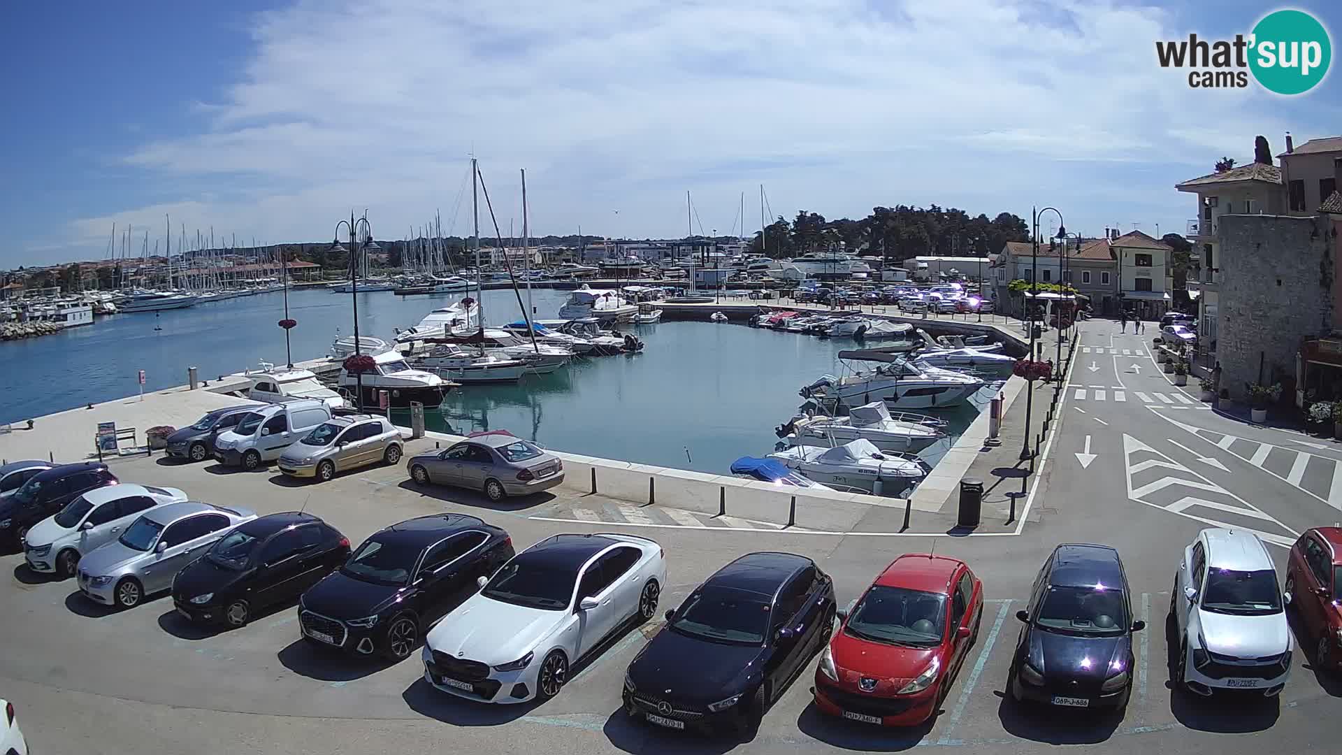 Novigrad | Porporela marina
