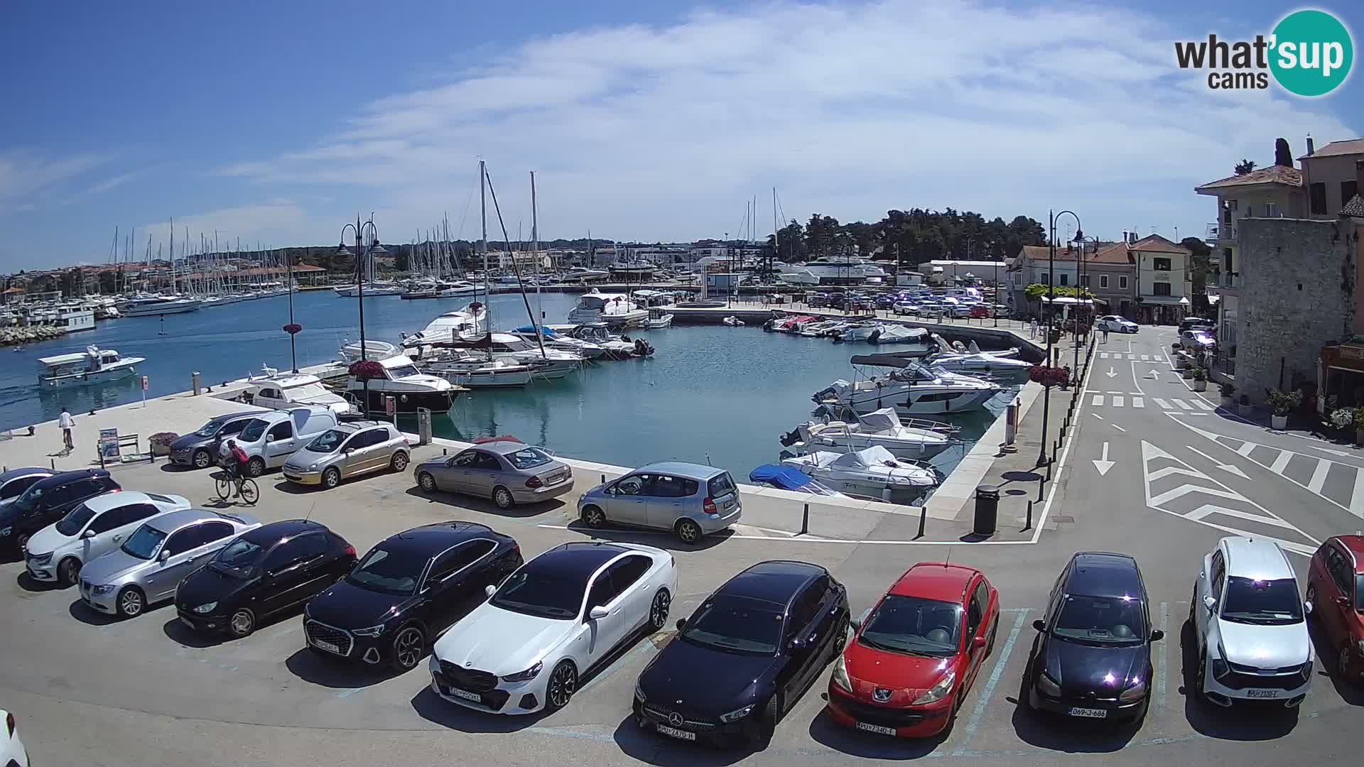Novigrad | Porporela marina