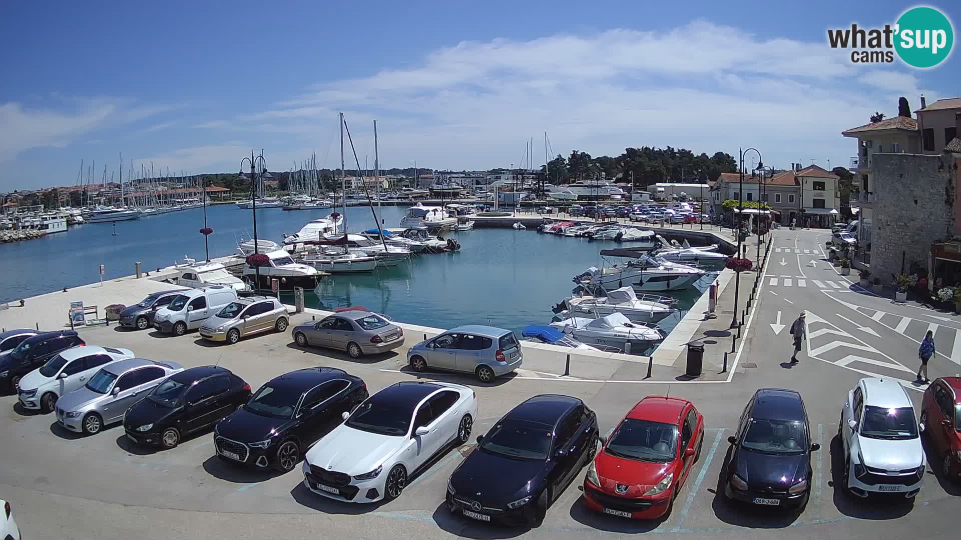 Novigrad | Porporela marina