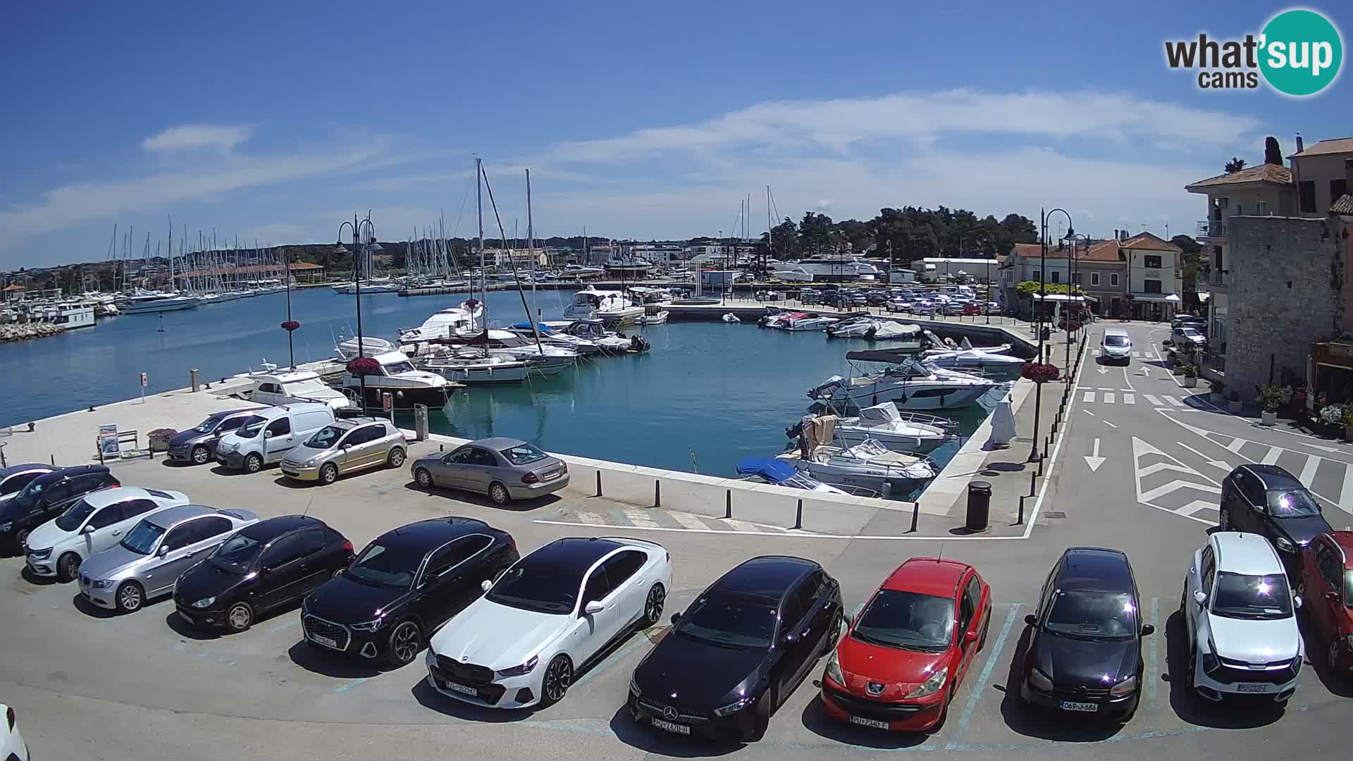 Novigrad | Porporela marina