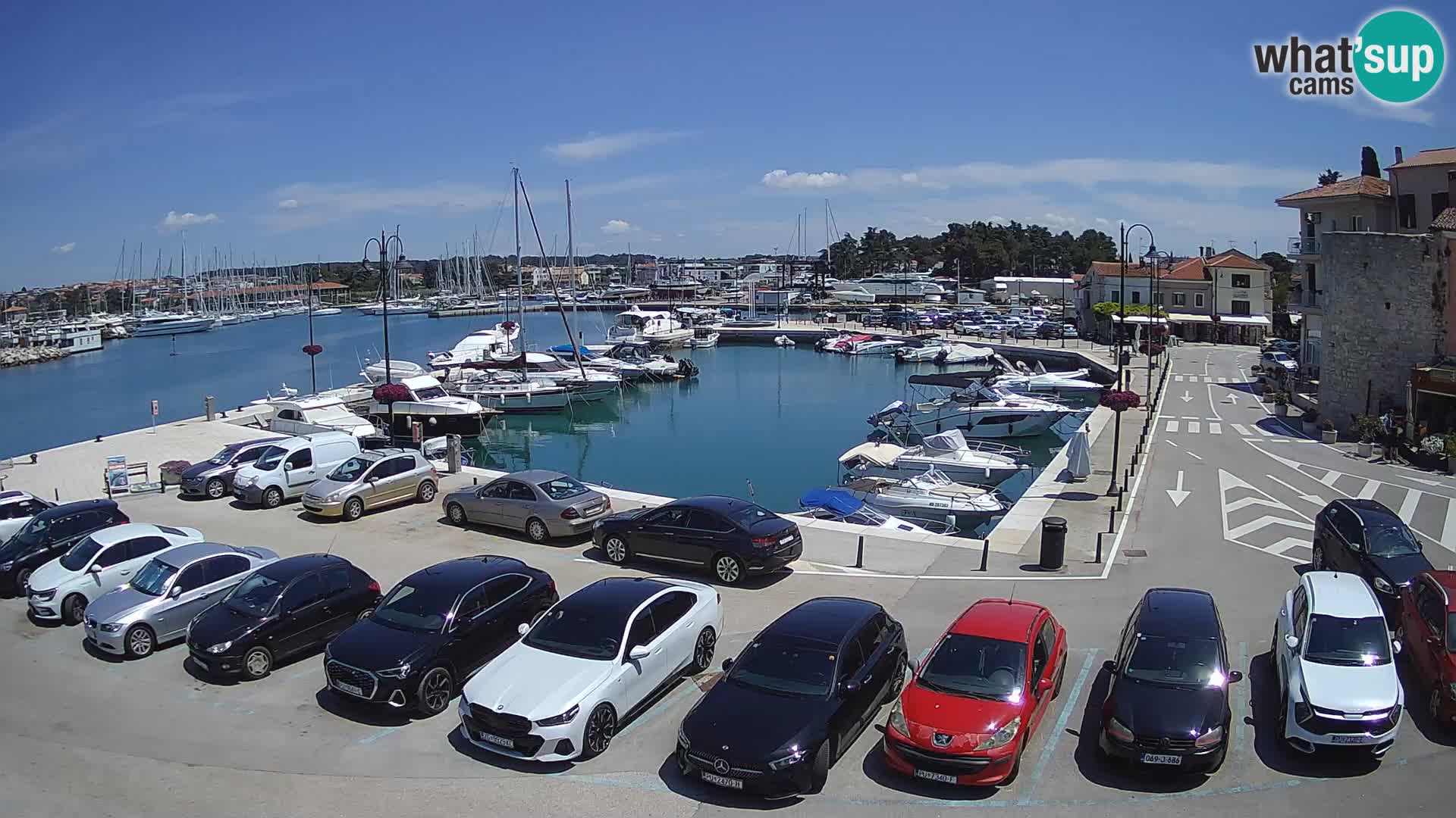 Novigrad | Porporela marina