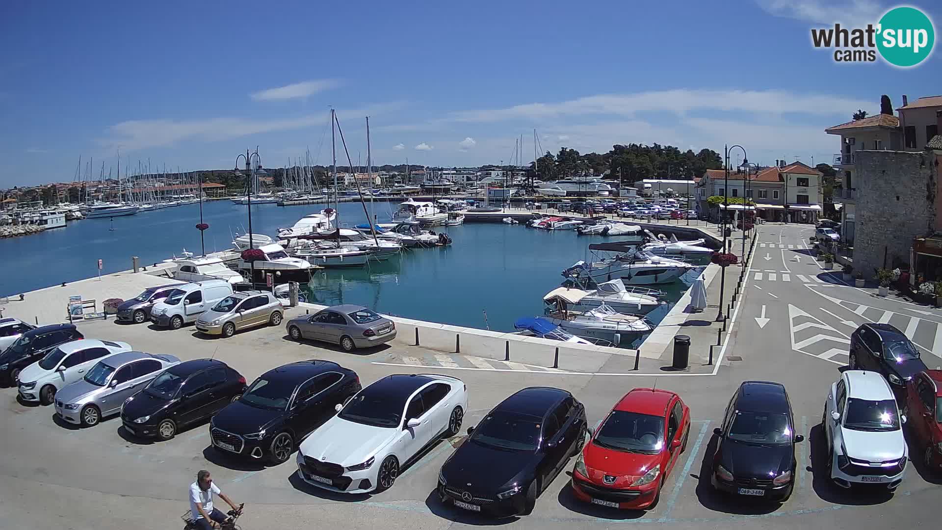 Novigrad | Porporela marina