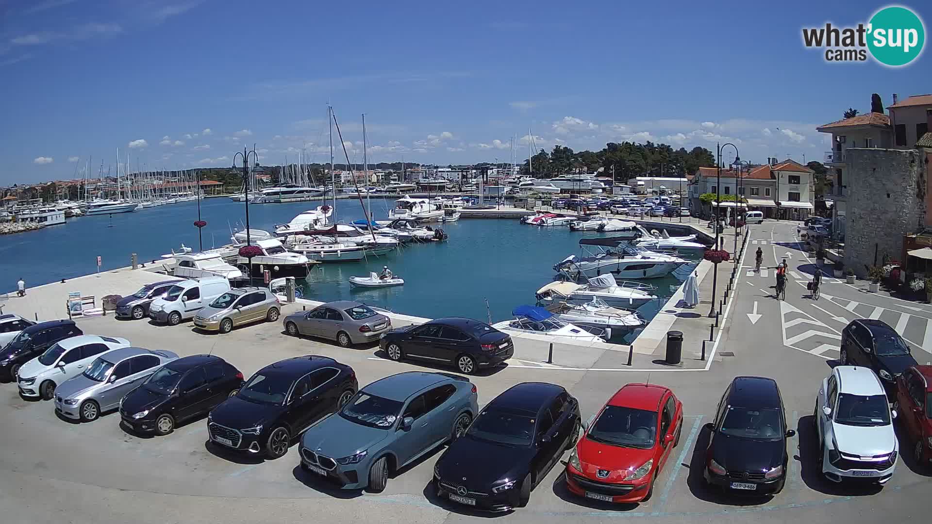 Novigrad | Porporela marina
