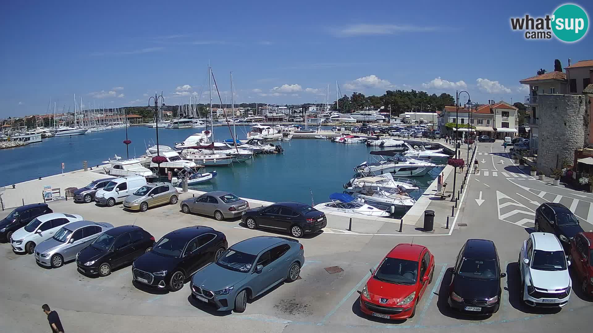 Novigrad | Porporela marina