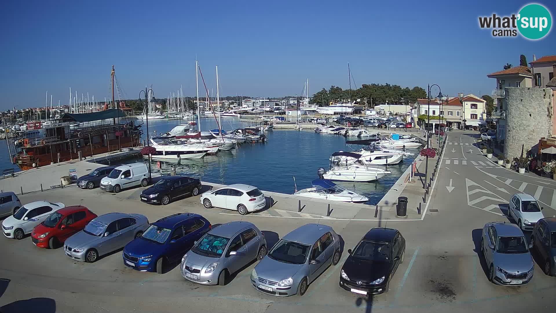 Novigrad | Porporela marina