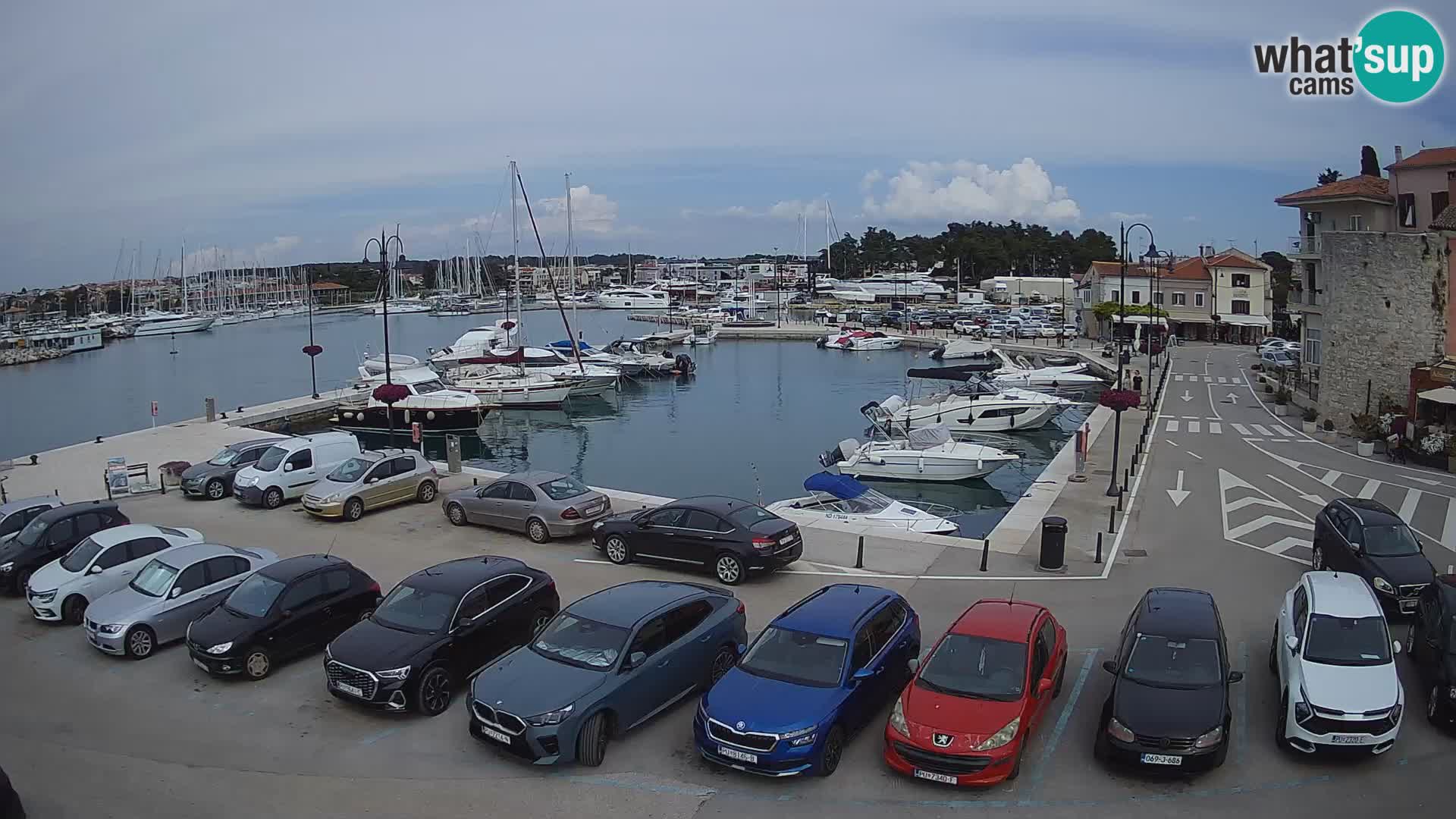 Novigrad | Porporela marina