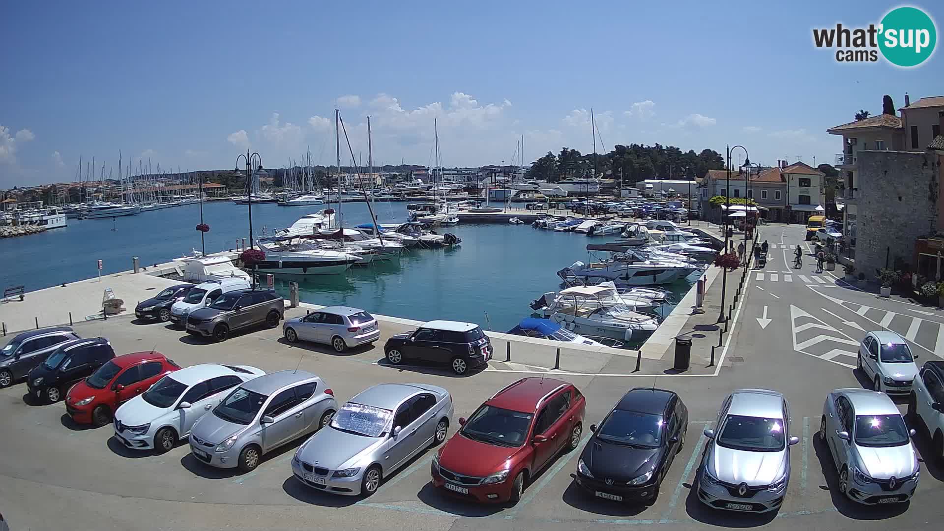 Novigrad | Porporela marina