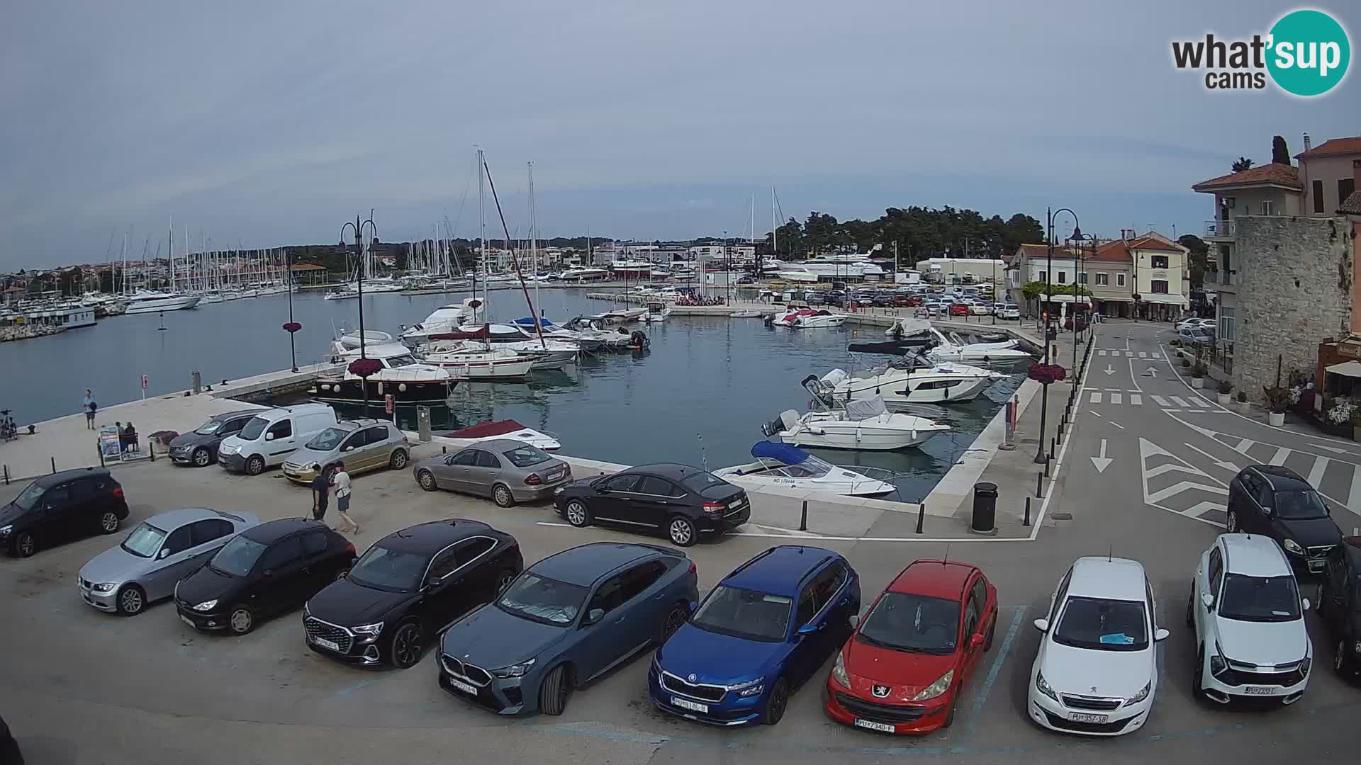 Novigrad | Porporela marina