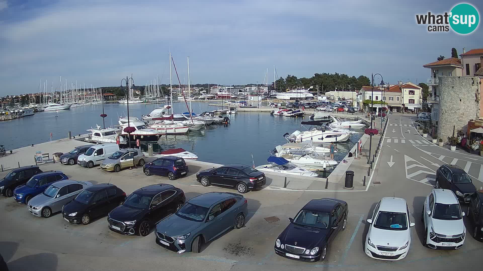 Novigrad | Porporela marina