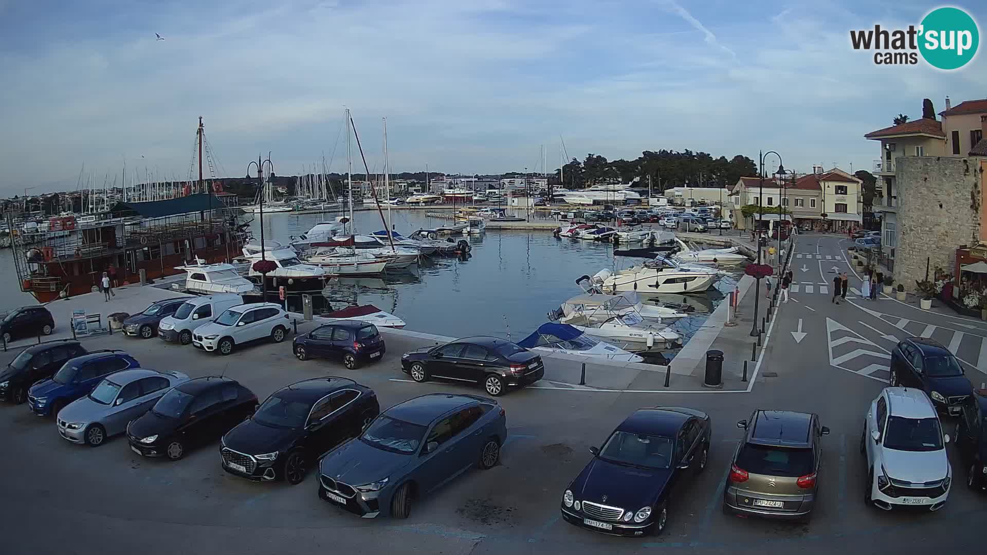 Novigrad | Porporela marina