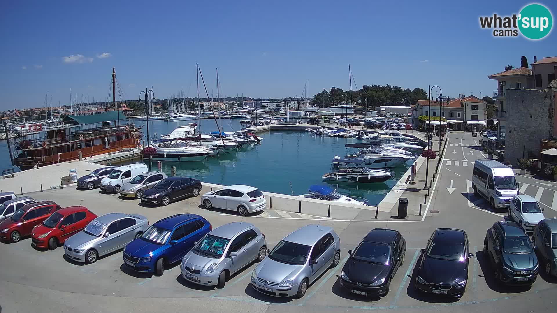 Novigrad | Porporela marina