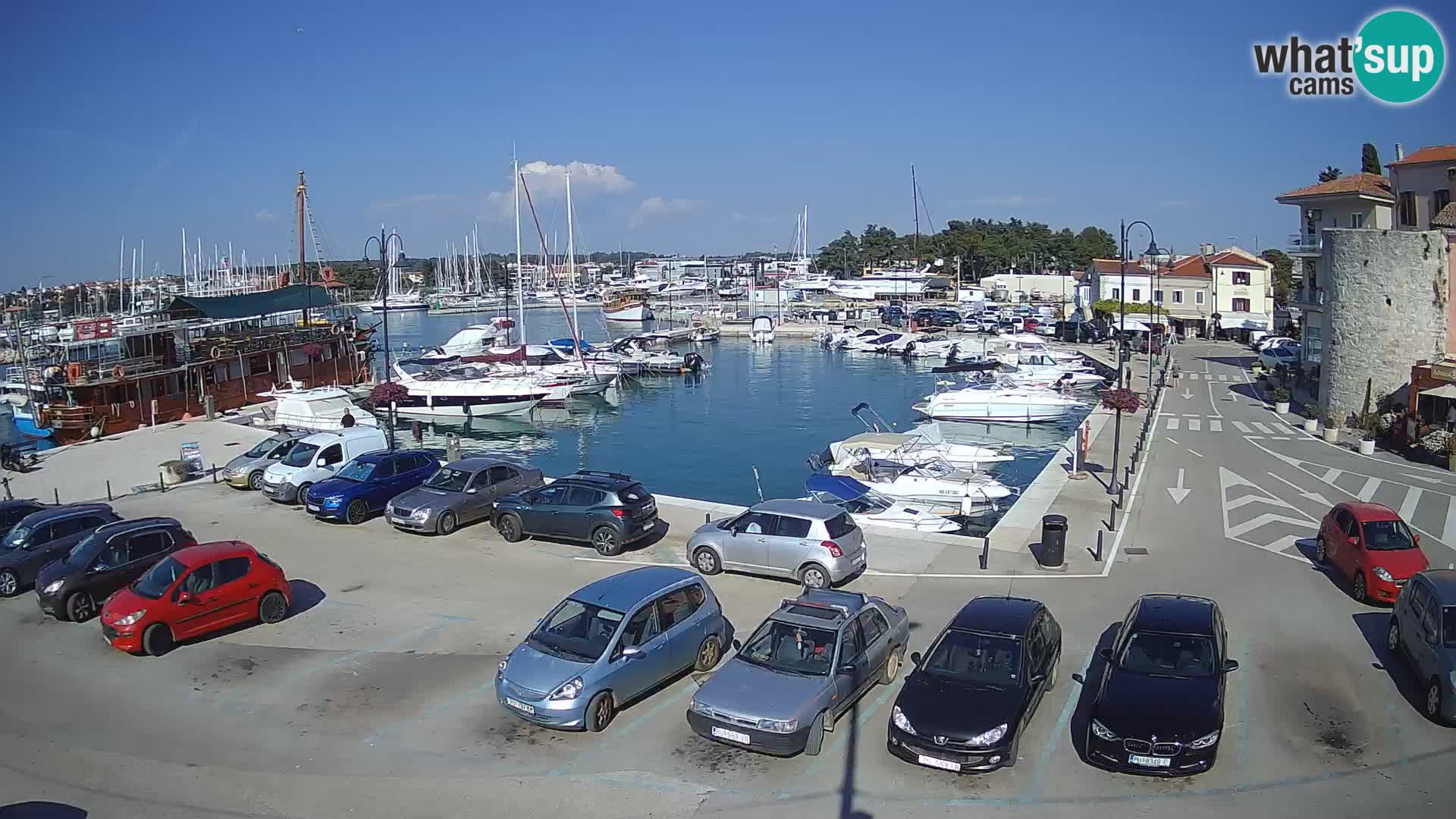 Novigrad | Porporela marina