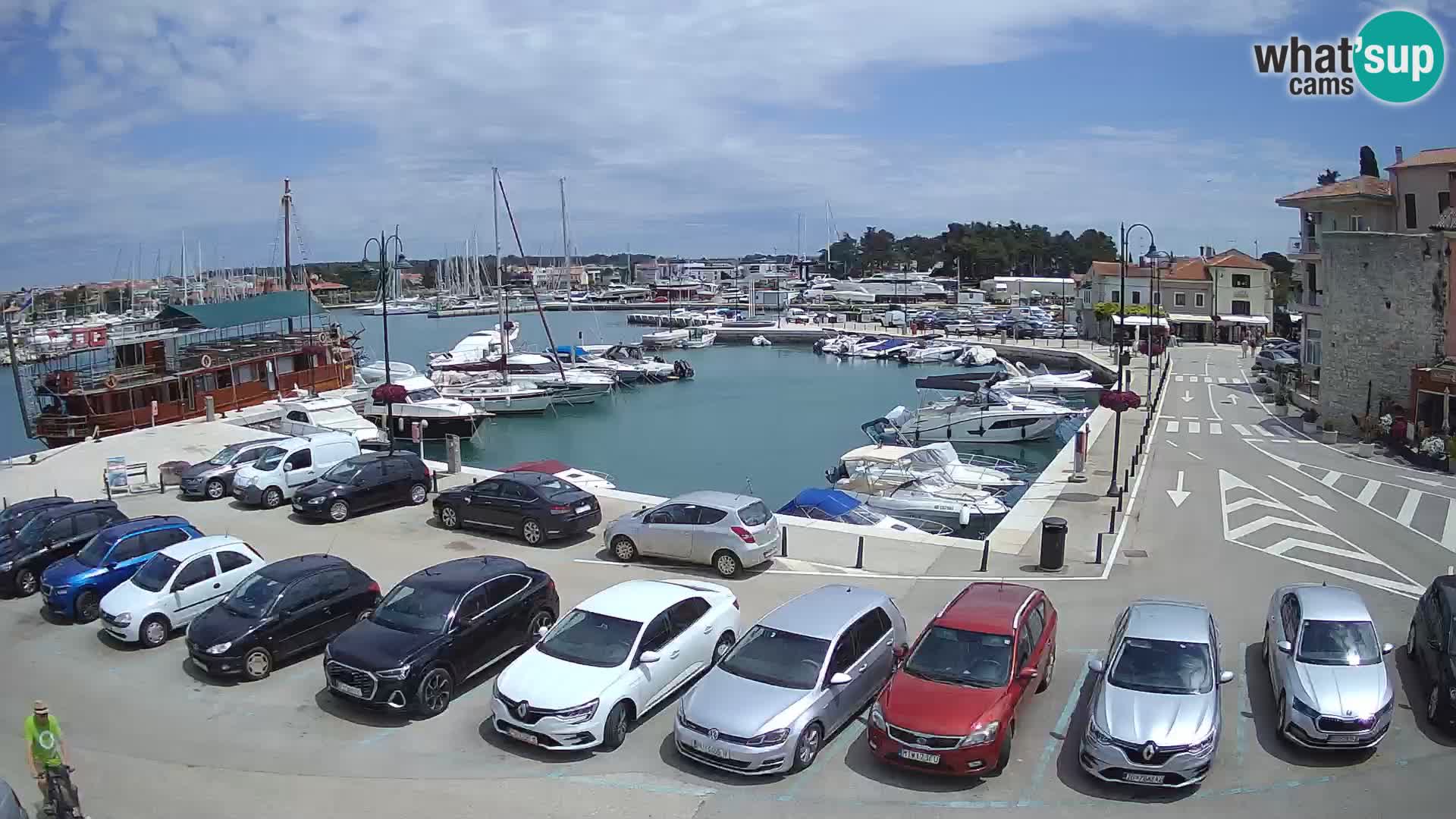 Novigrad | Porporela marina