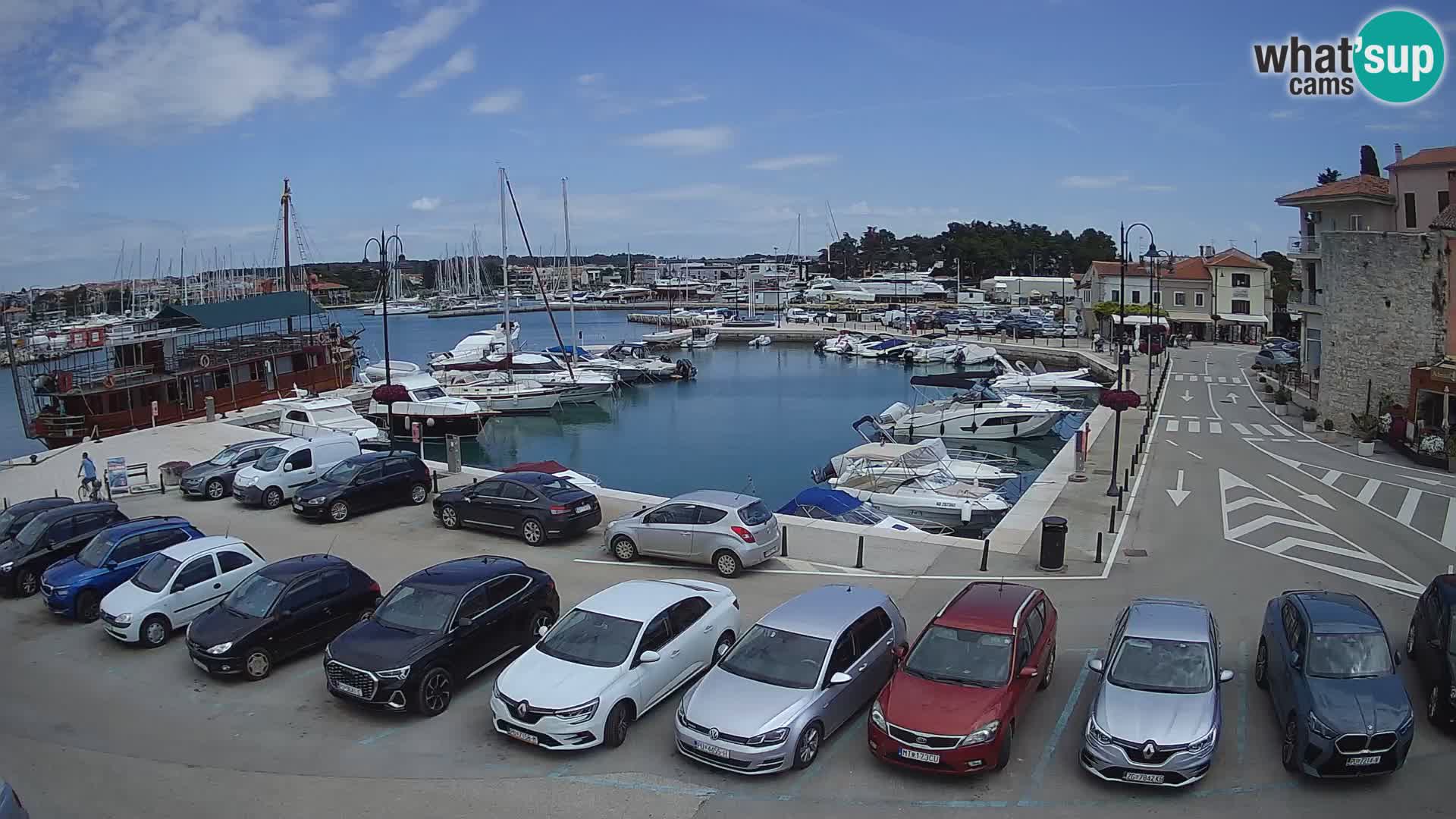 Novigrad | Porporela marina