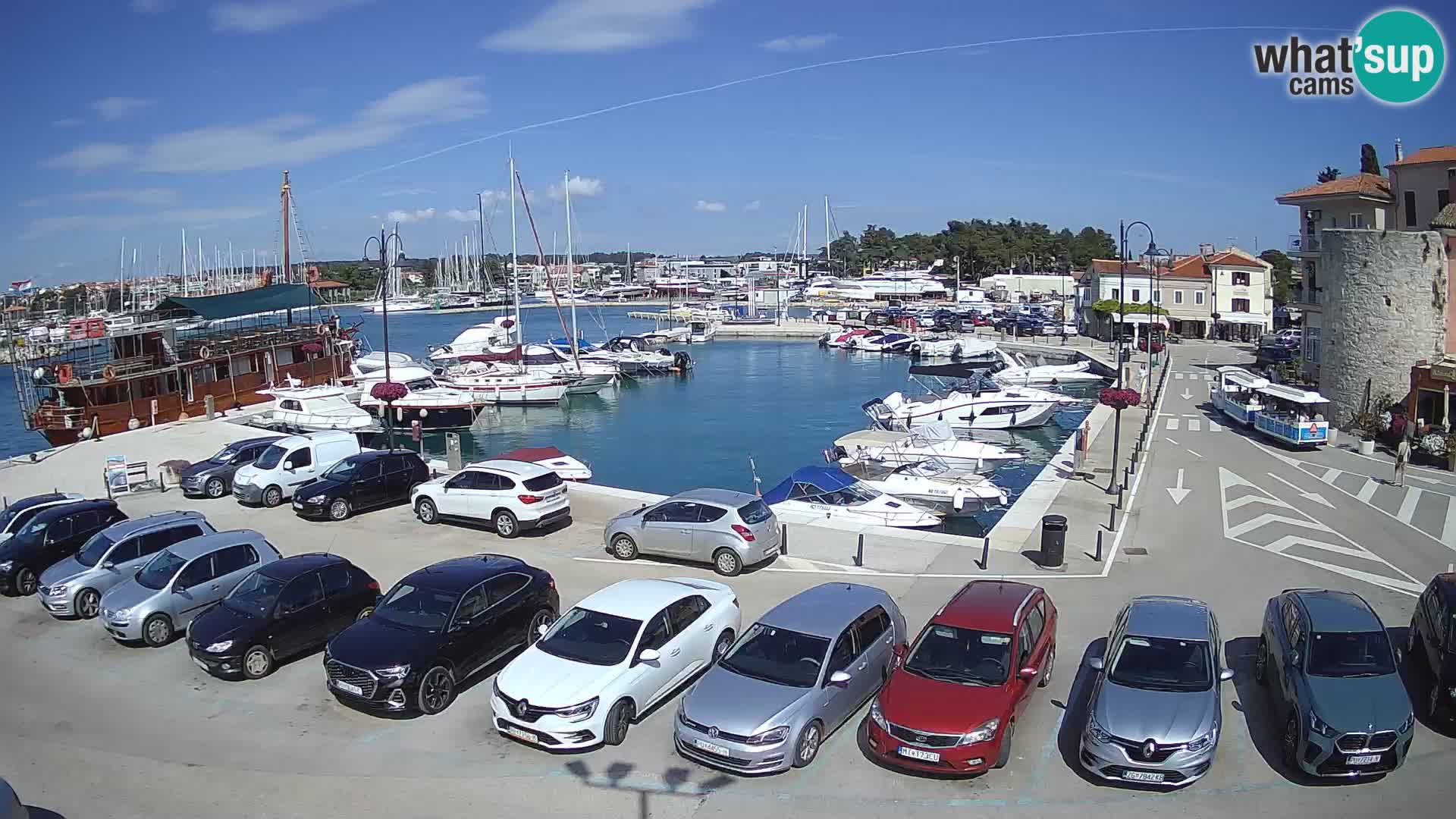 Novigrad | Porporela marina