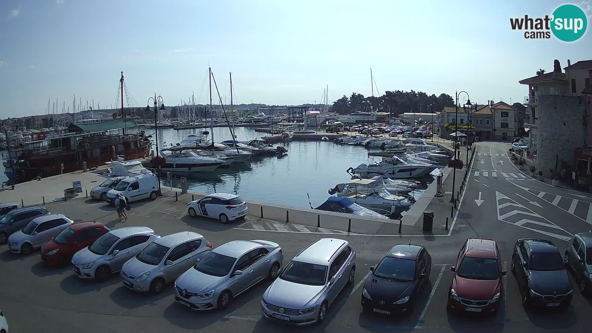 Novigrad | Porporela marina