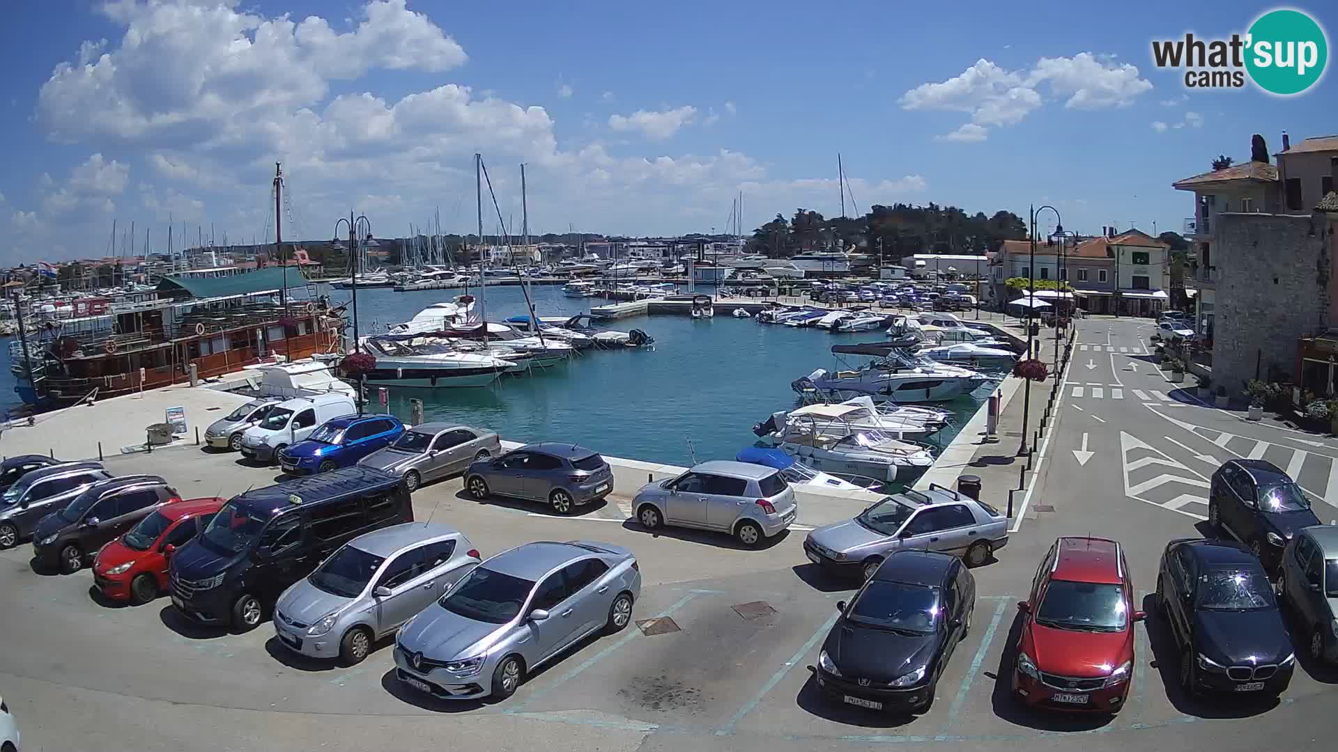 Novigrad | Porporela marina