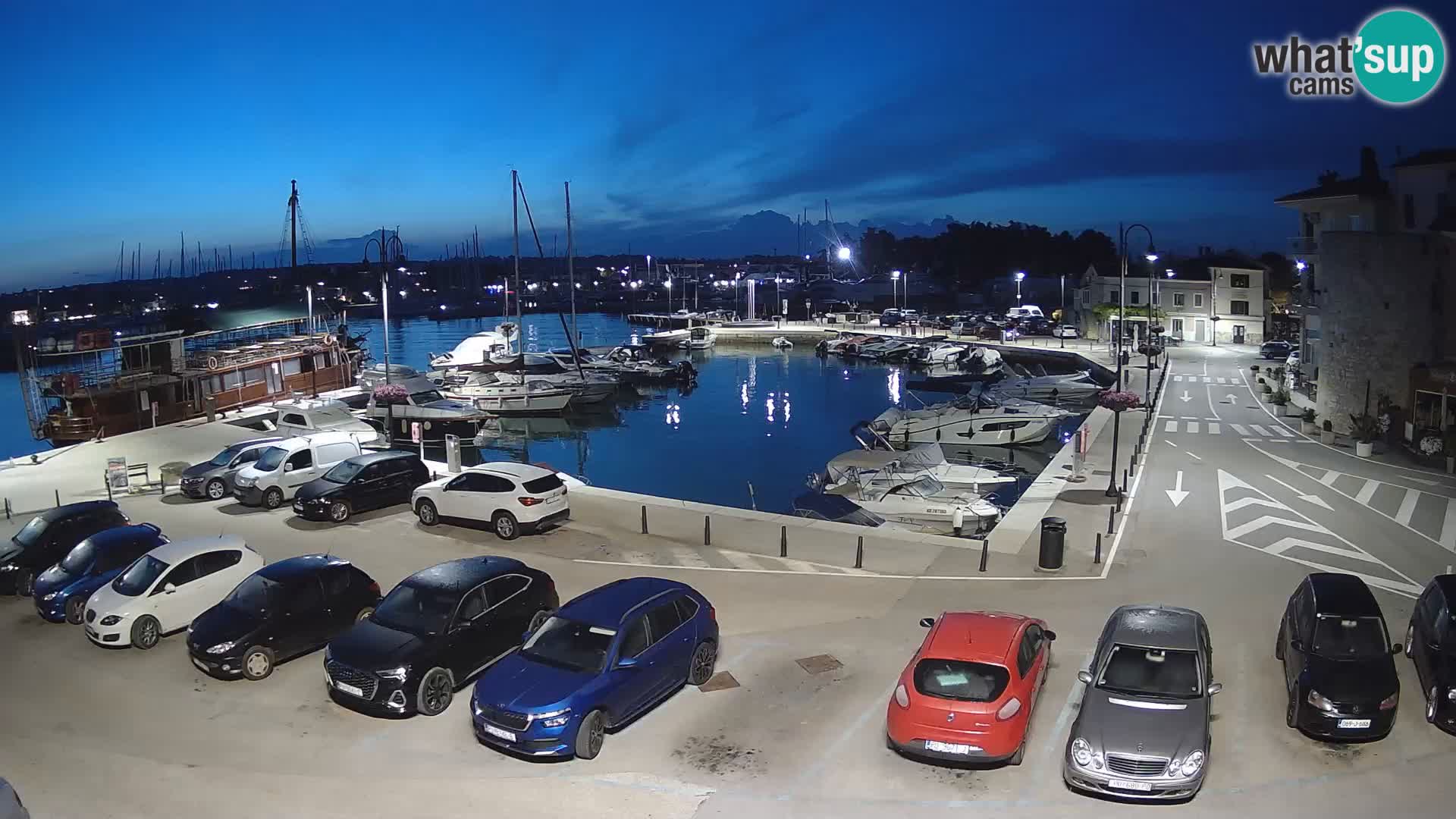 Novigrad | Porporela marina