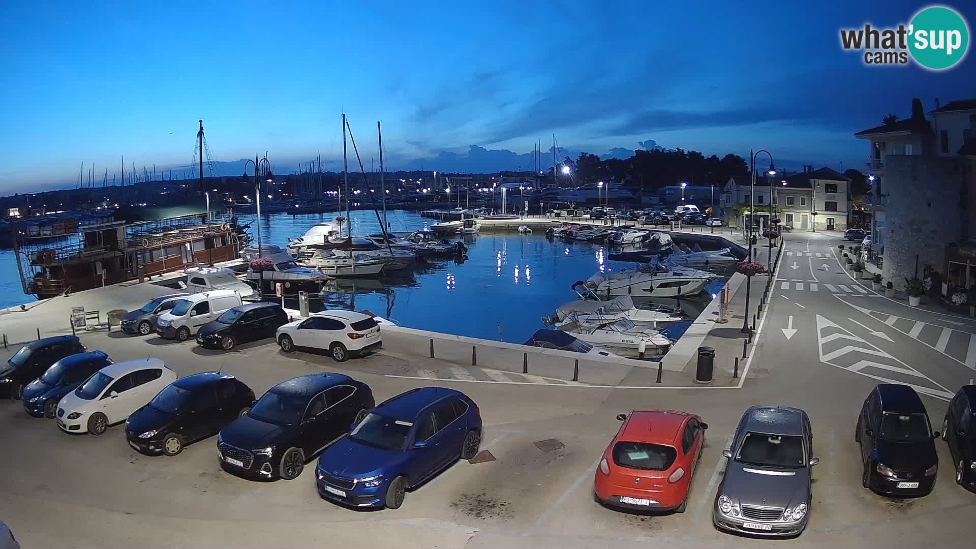 Novigrad | Porporela marina