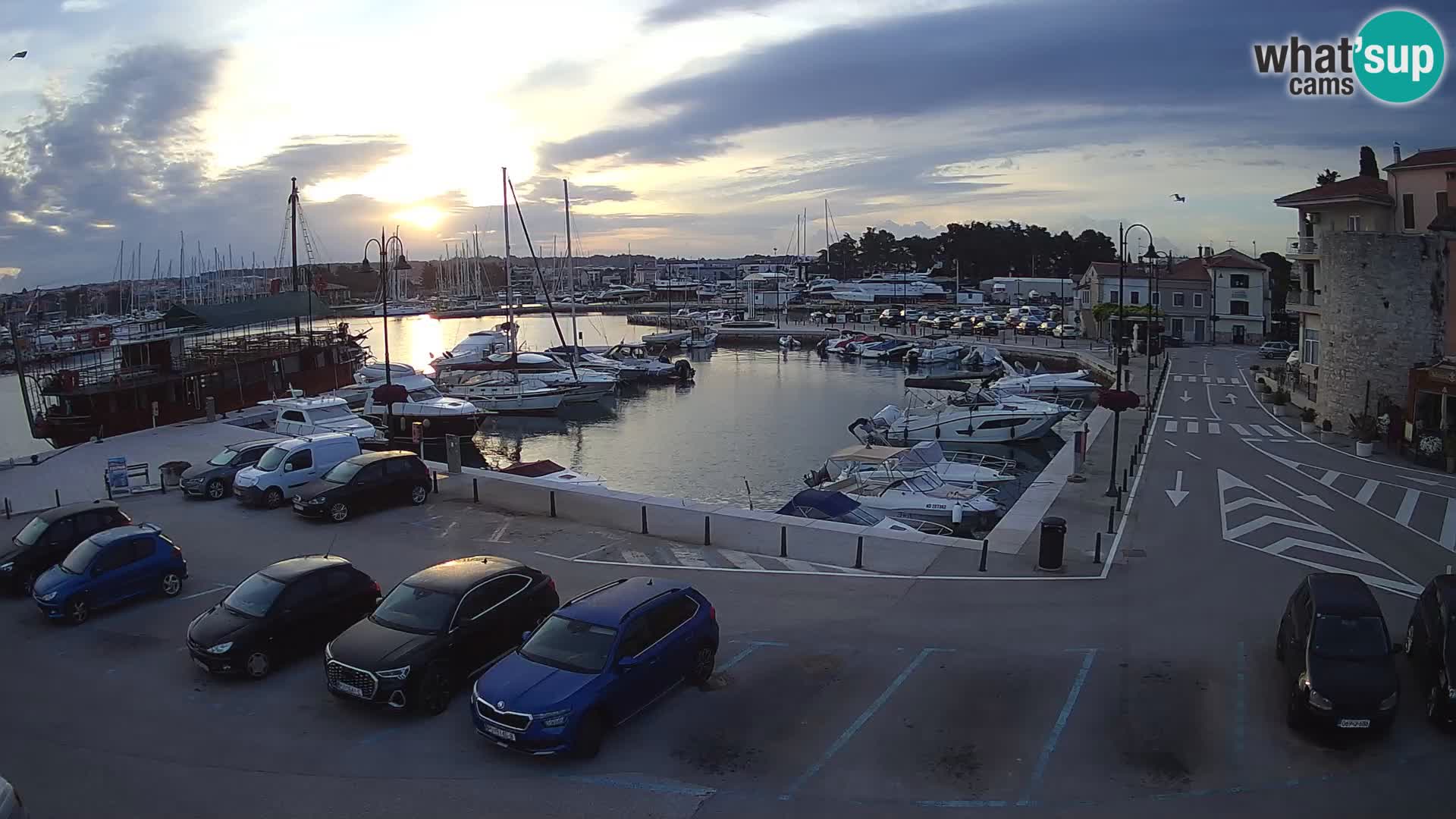 Novigrad | Porporela marina