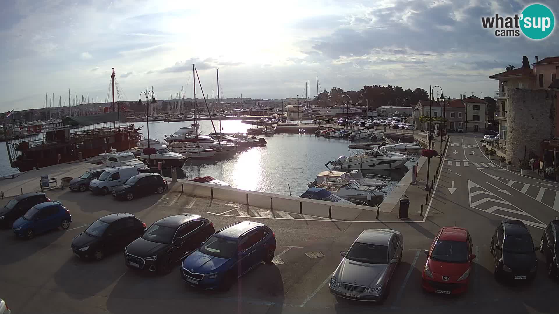 Novigrad | Porporela marina