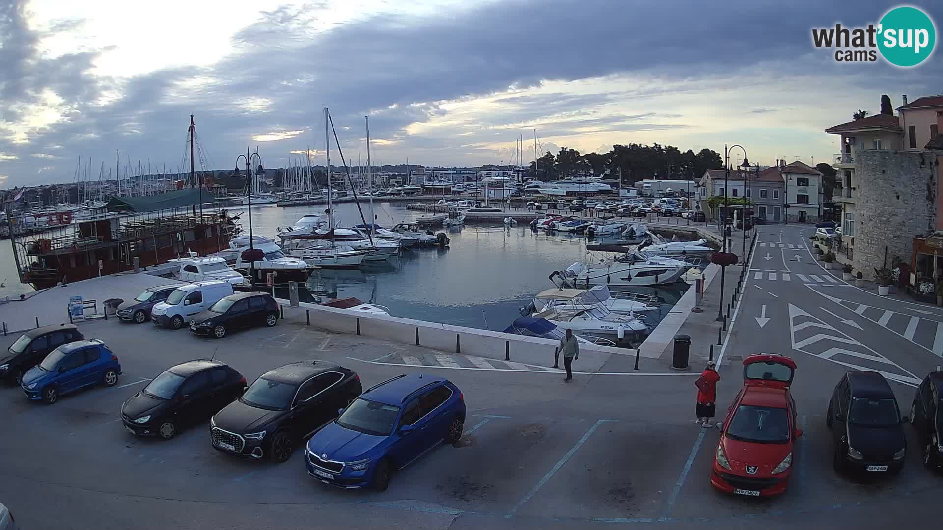 Novigrad | Porporela marina