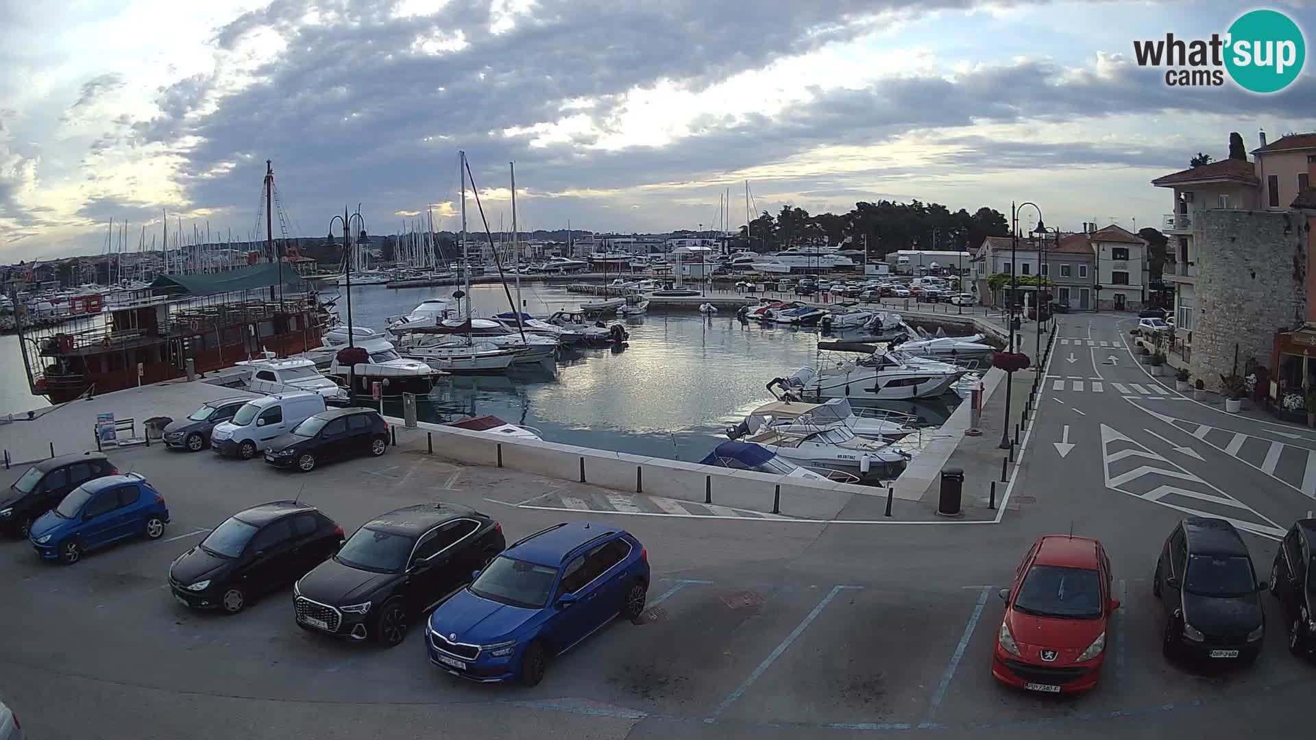 Novigrad | Porporela marina