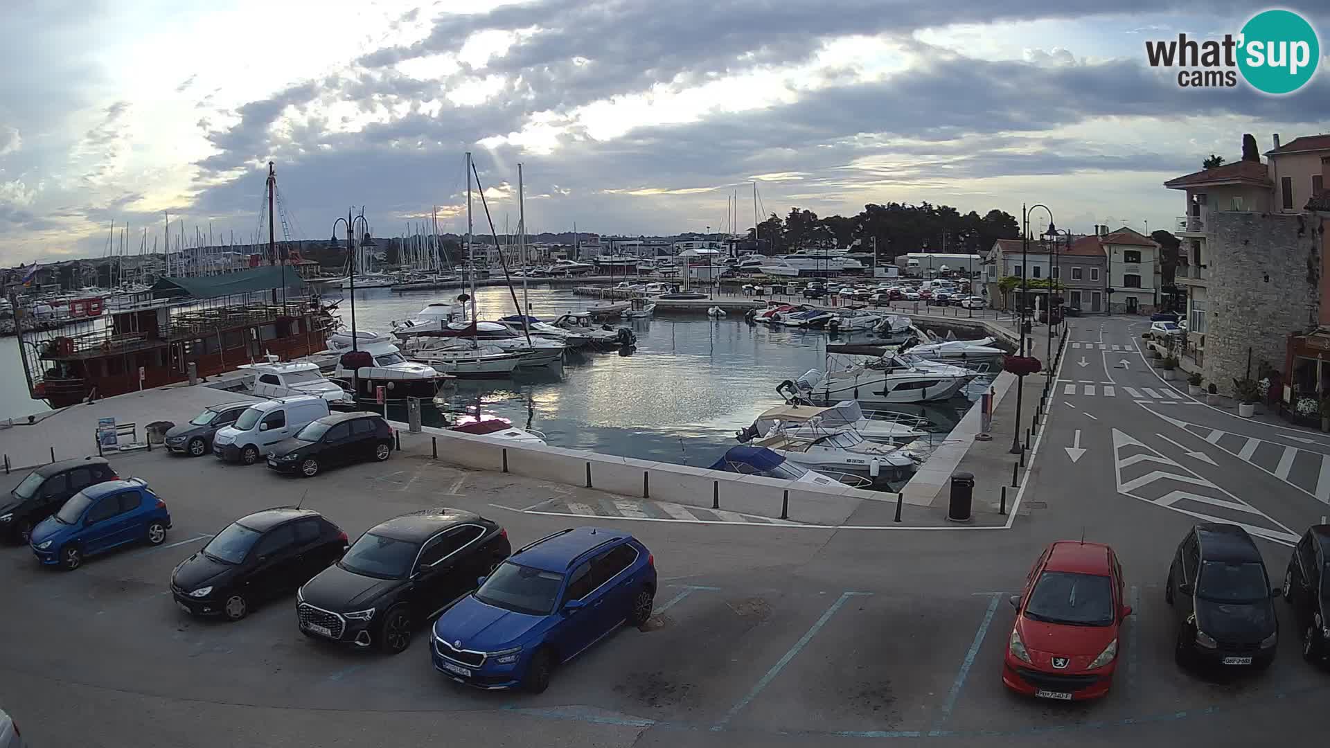Novigrad | Porporela marina