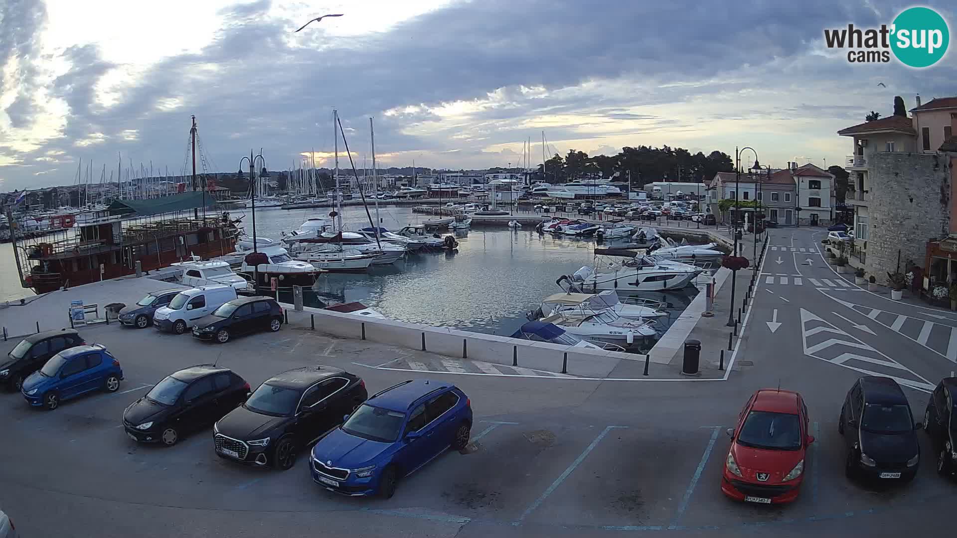 Novigrad | Porporela marina