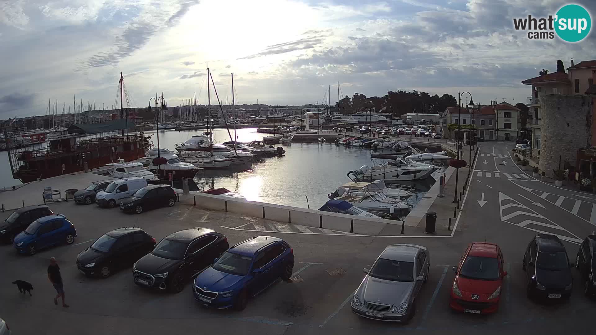 Novigrad | Porporela marina