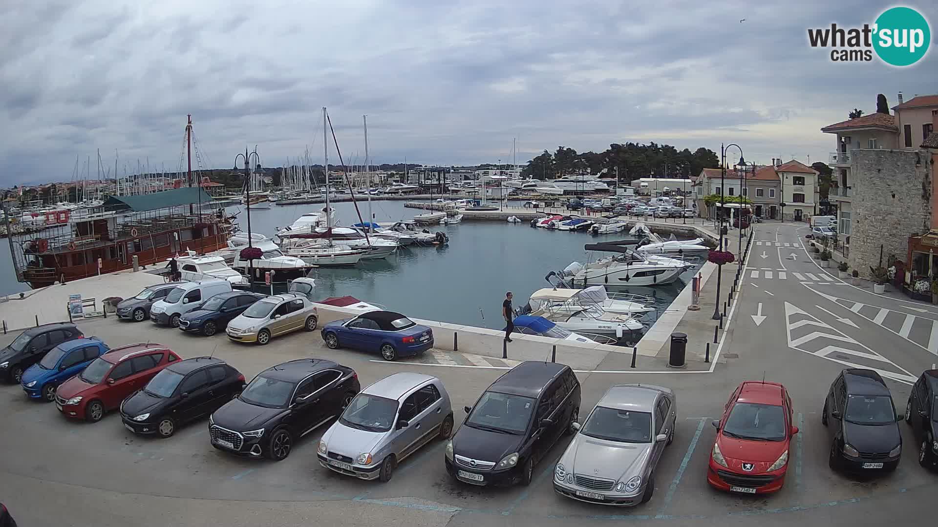 Novigrad | Porporela marina