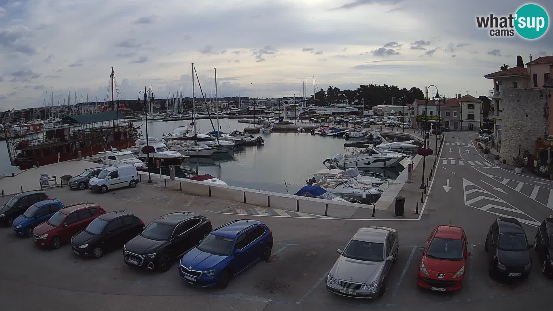 Novigrad | Porporela marina